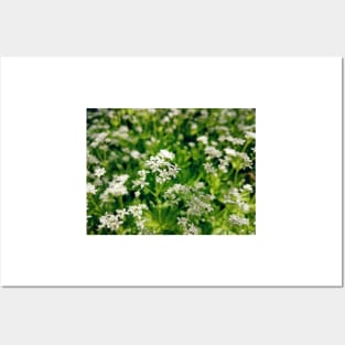 Tender woodruff flower Posters and Art